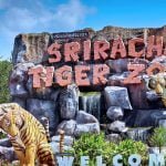 tiger-zoo-pattaya-1