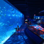 SEA-Aquarium-Ticket-05
