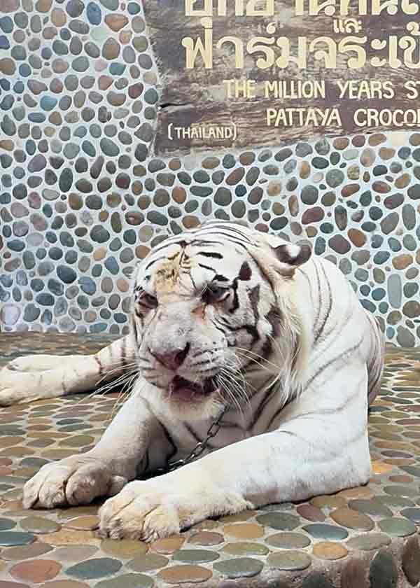 Image #1 from Ratchanont J.