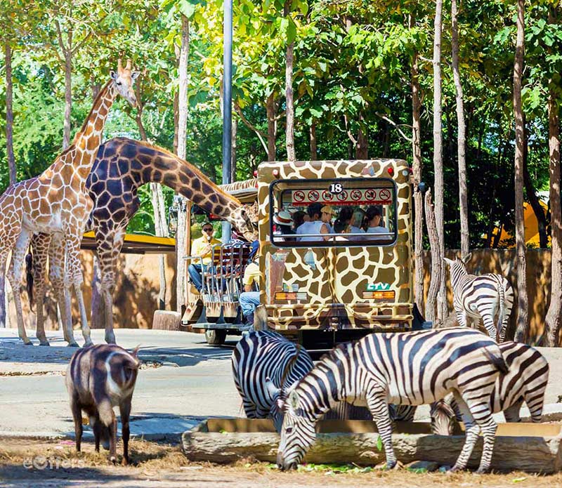 Chiang Mai Night Safari﻿, Special Price | we-offers.com