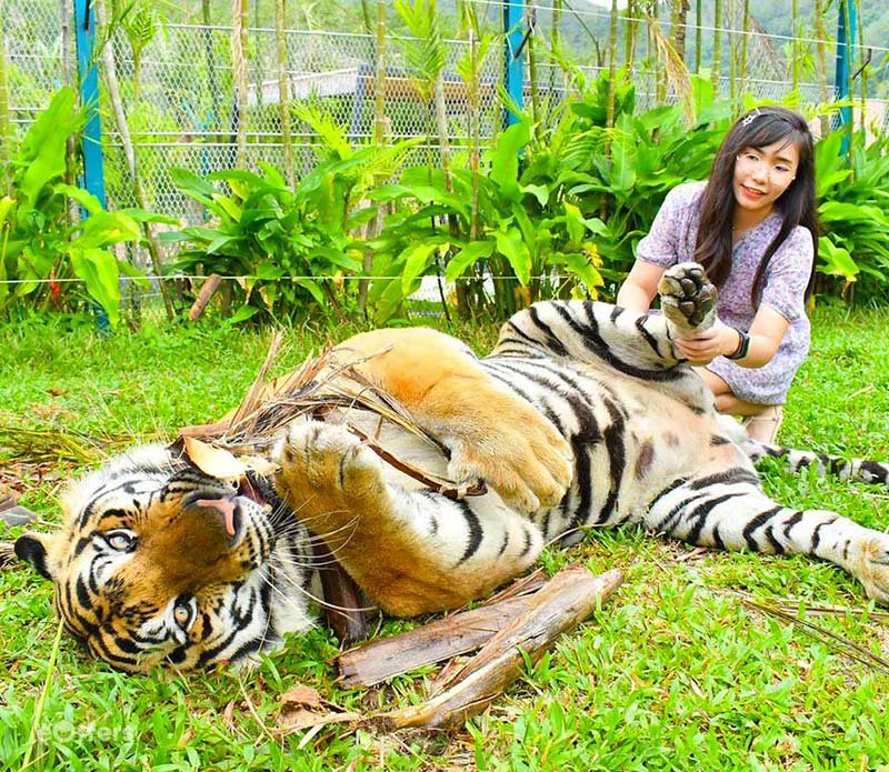 tiger-park-phuket-tickets-1