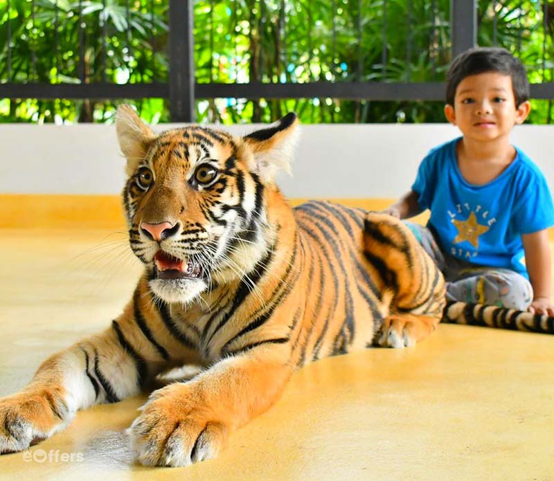 tiger-park-phuket-tickets-4