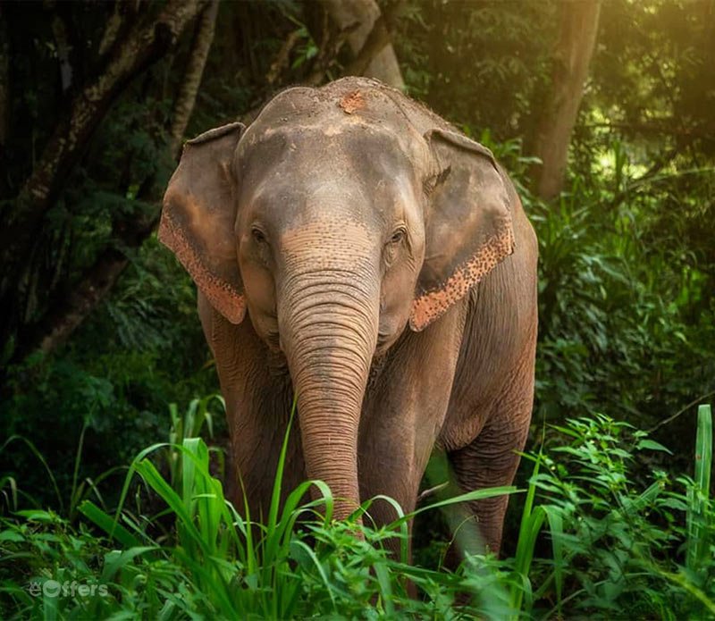 elephant-jungle-sanctuary-chiang-mai-1