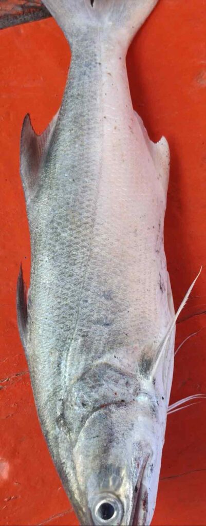 Image #1 from Mary S.