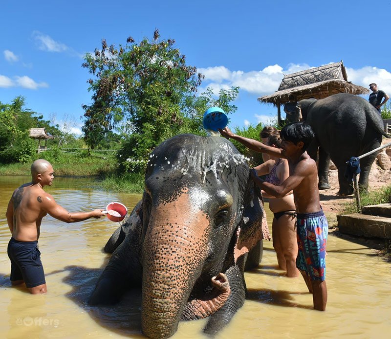 elephant-jungle-sanctuary-pattaya-01