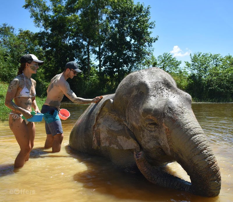 elephant-jungle-sanctuary-pattaya-02