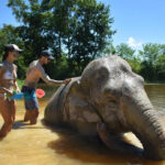 elephant-jungle-sanctuary-pattaya-02