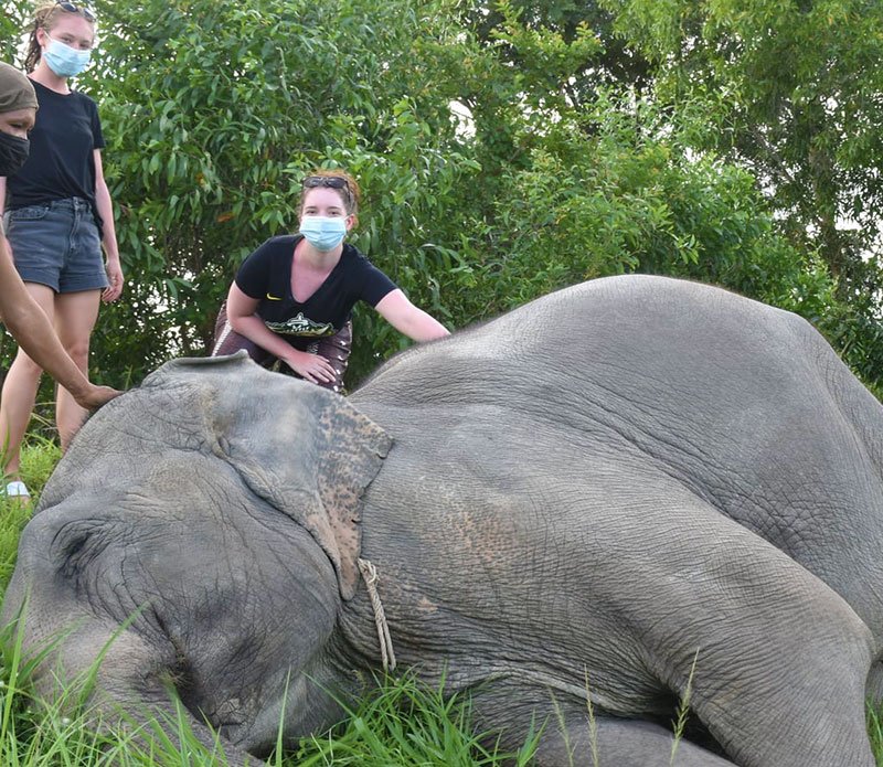 elephant-jungle-sanctuary-pattaya-04