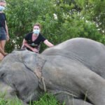 elephant-jungle-sanctuary-pattaya-04