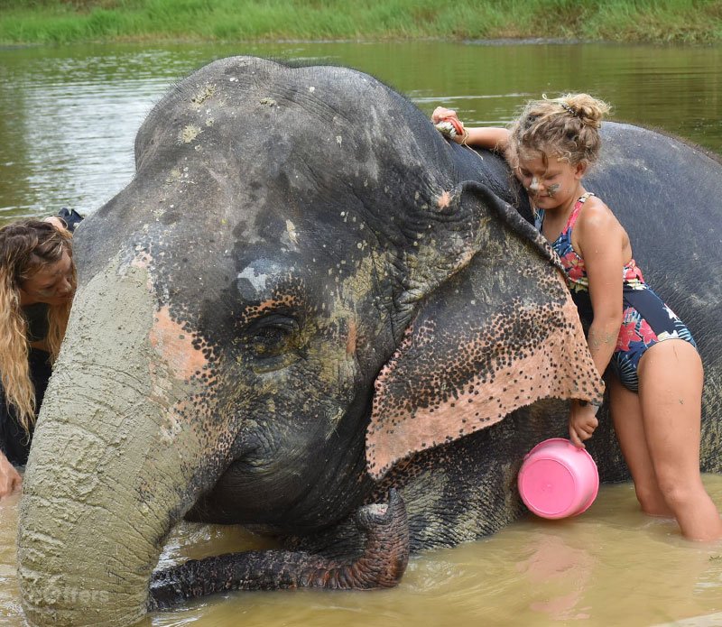 elephant-jungle-sanctuary-pattaya-05