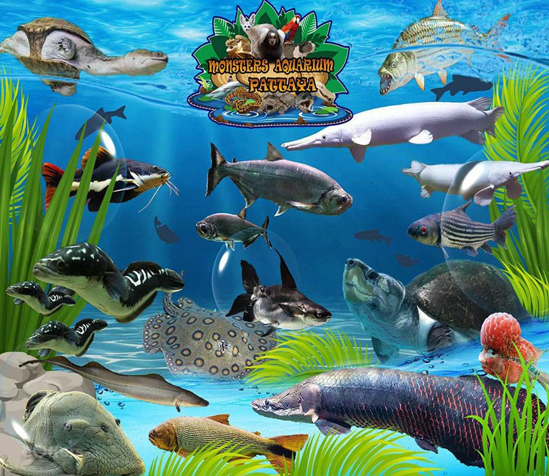 mpnsters-aquarium-pattaya-03